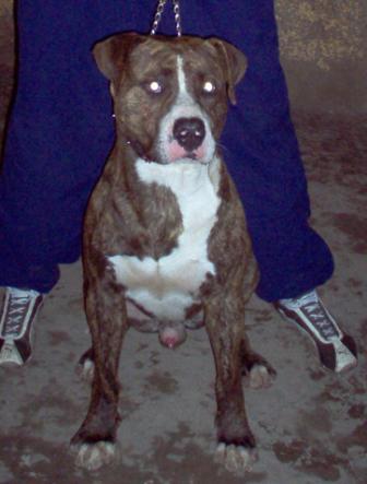 voila le beau chien